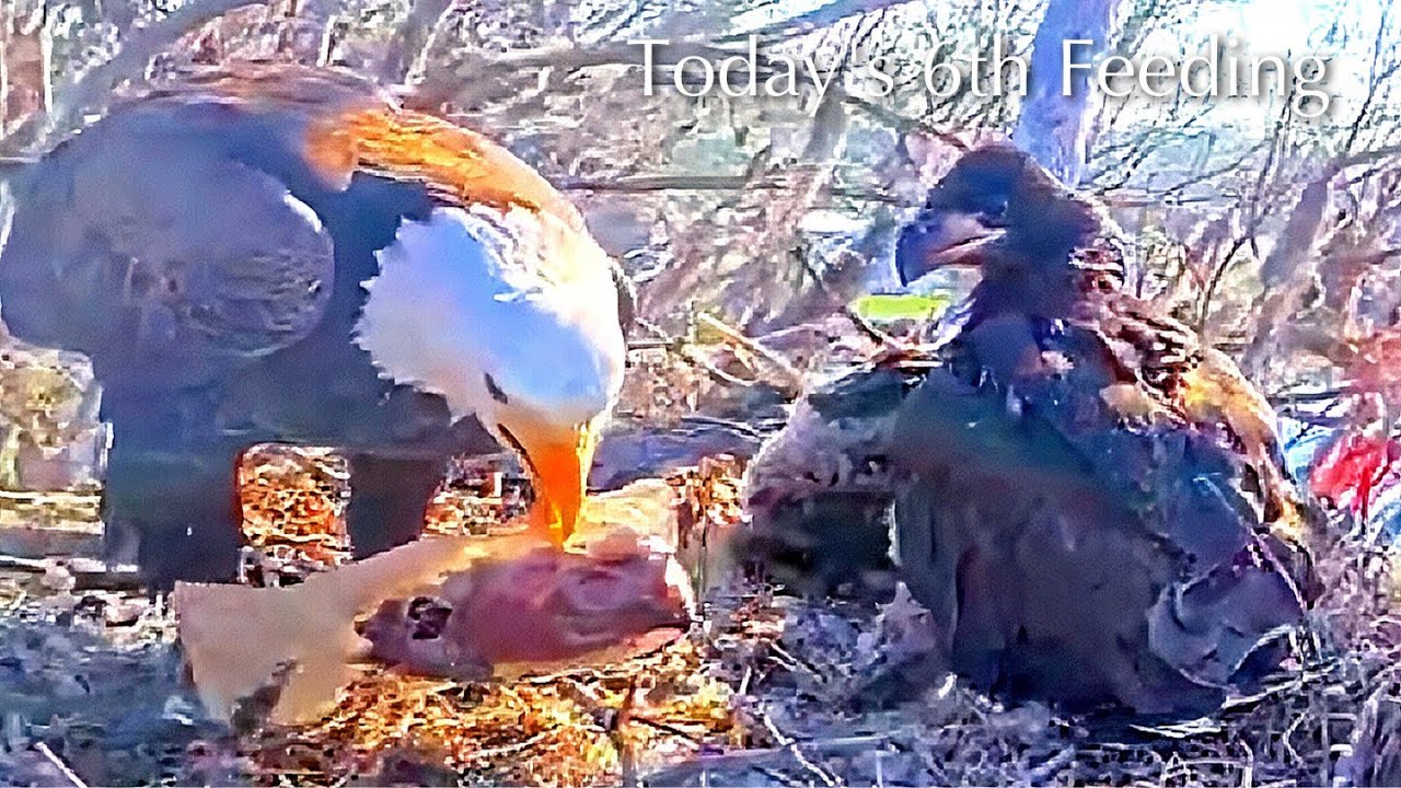 #324🦅Brutus🐥47° & Peanut🐥42°／Winter Park Eagle Nest 2026／Against All Odds:One-Eyed Mom／Wink💗Atlas