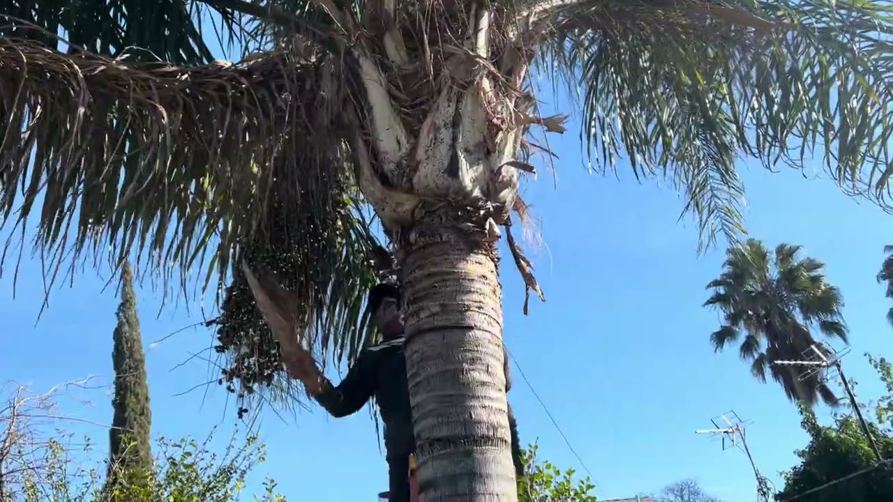 Nino podando las palmas quemando las hojas secas 