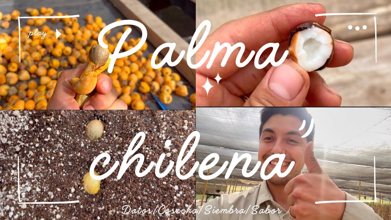 PALMA 🌴 CHILENA COMO RECOLECTAR, SEMBRAR y CUIDAR