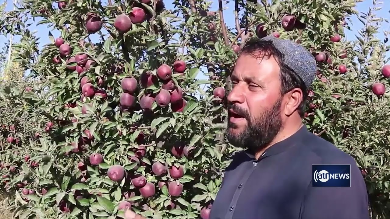 Apple harvest up 10 percent in Paktia | حاصلات سیب در پکتیا ده درصد افزایش یافته است