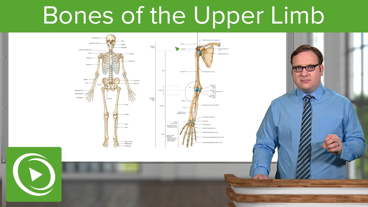 Bones of the Upper Limb &ndash; Anatomy | Lecturio