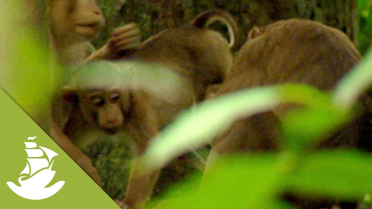 Monkey families of Southeast Asia - The Macaques