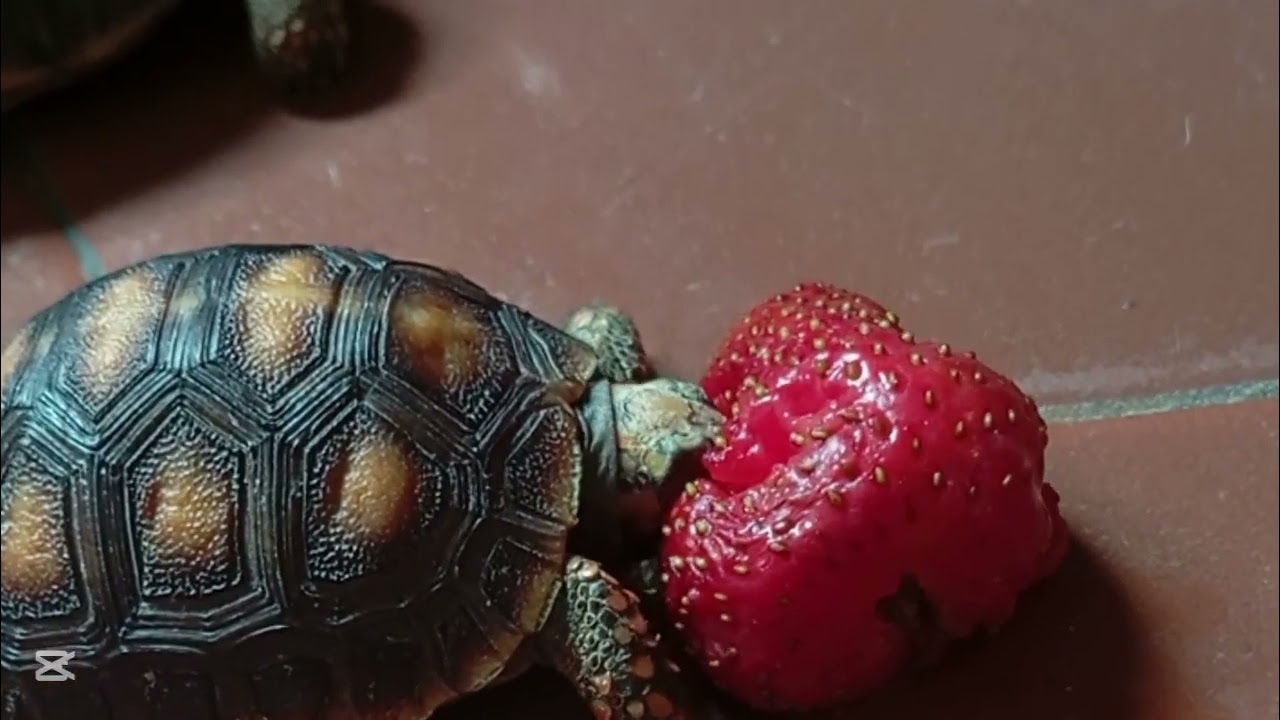 Milo devorando una deliciosa fresa 🍓 #morrocoy #tortuga 