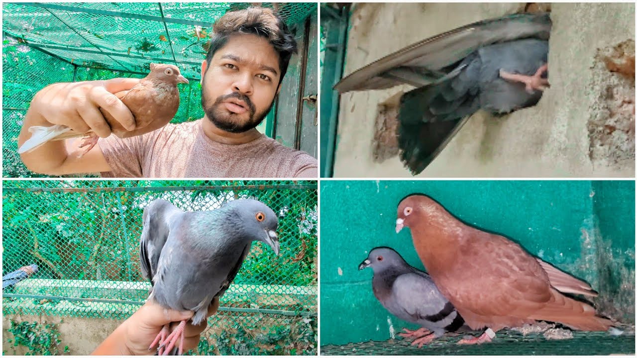 আমাদের ফার্মে চলে আসছে জালালি কবুতর কিন্তু কেমনে 😲