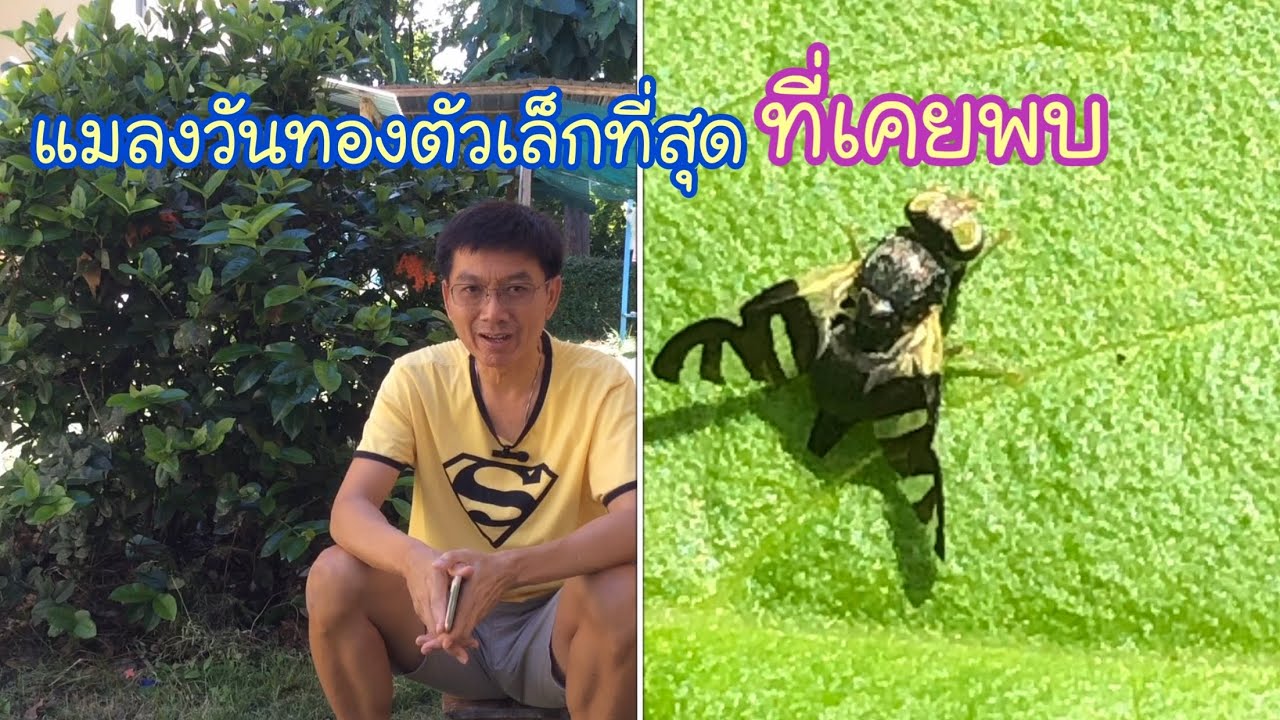 แมลงวันทองที่มีขนาดเล็กที่สุดที่เคยพบ ( Urophora cardui )