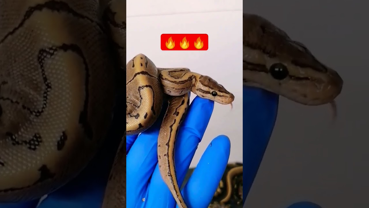 fire pinstripe ball python 🔥 #animals #youtubeshorts #amazing #reptiles #subscribe #snake #cute