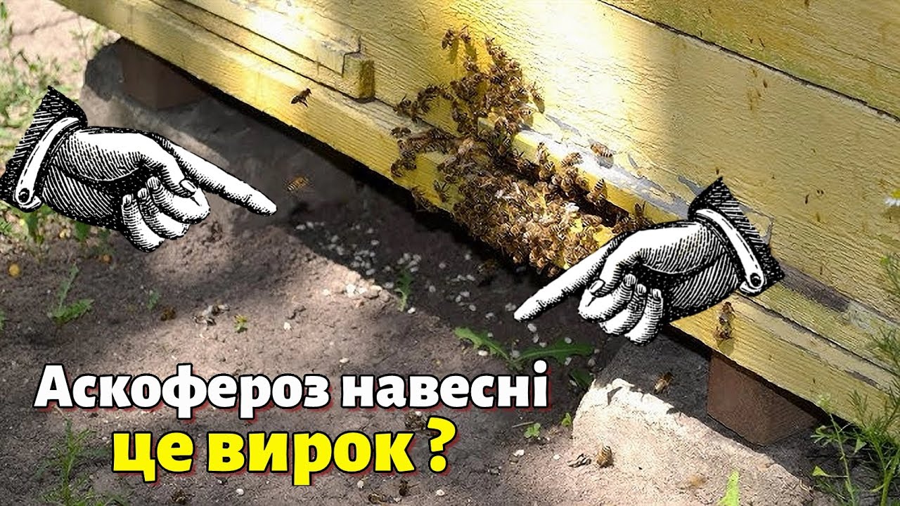 Аскосфероз бджіл навесні. Як позбутися аскоферозу на пасіці?