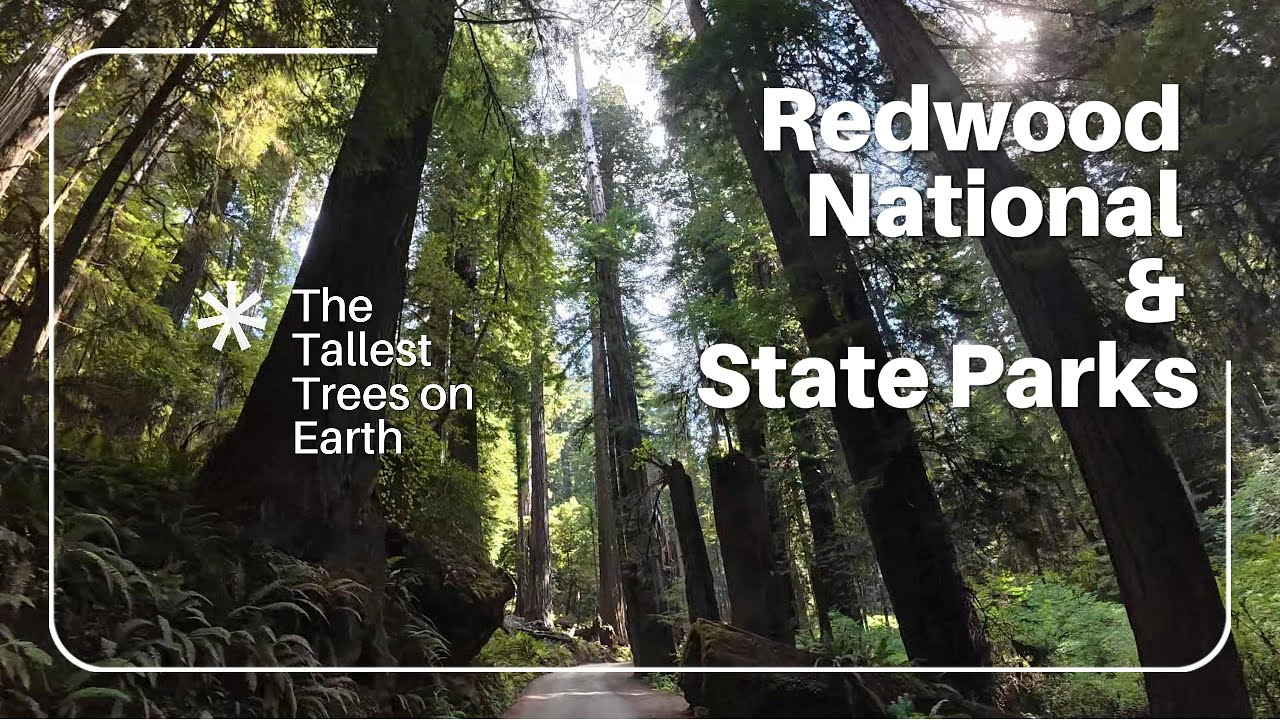 Redwood National & State Parks - Driving Newton B. Drury Scenic Highway & Howland Hill Road