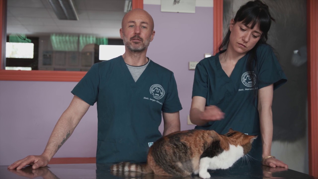 11 - Come fare un'iniezione al gatto, istruzioni su come fare una puntura al gatto!