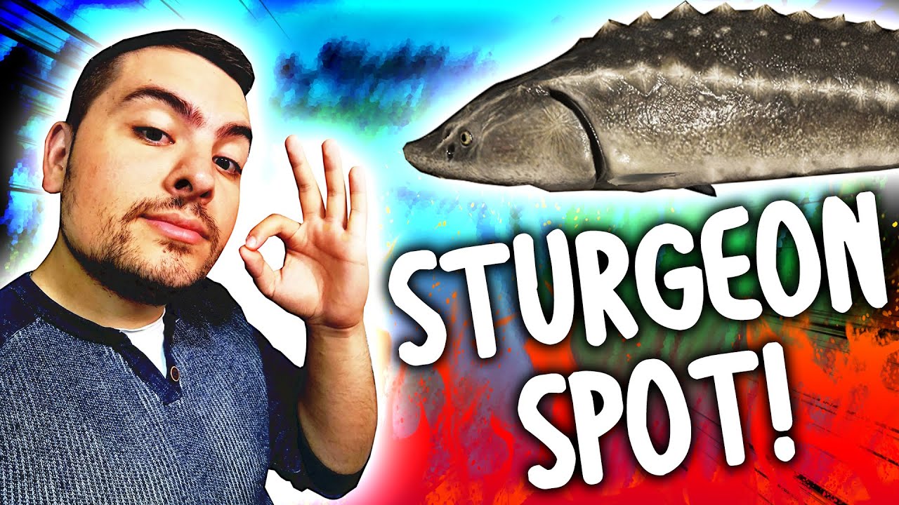 OVAJ STURGEON SPOT JE ODLICAN! (90 min = 1000 Silvera!?) | Russian Fishing 4