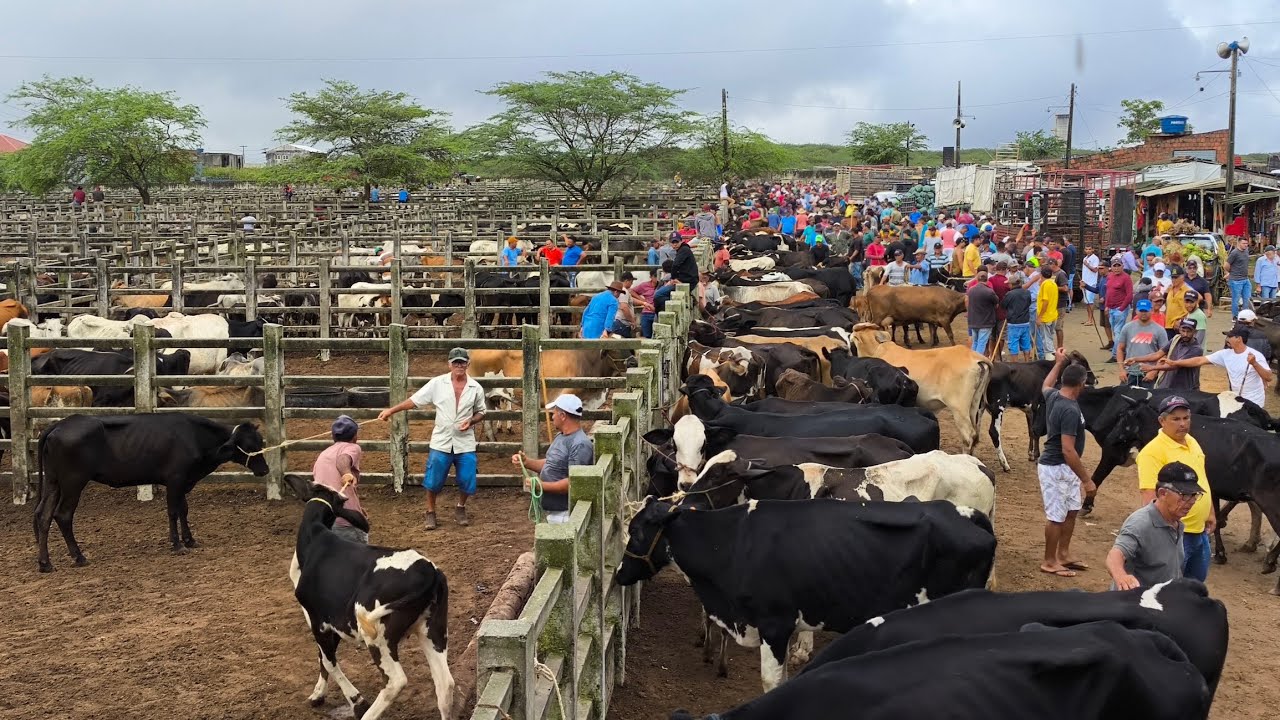 FEIRA DE GADO EM CAMPINA GRANDE-PB 12/03/2025