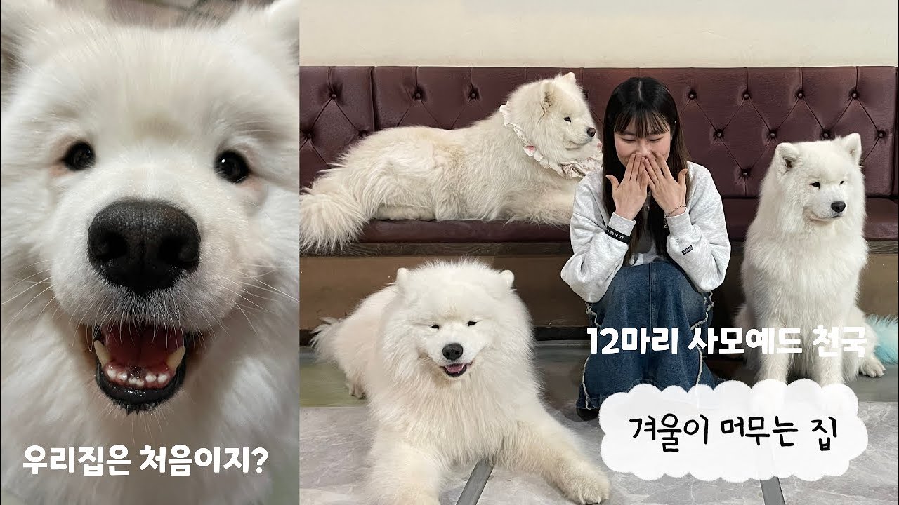 [ vlog ] 사모예드 천국 | 살아있는 솜뭉치☁️ | 사모예드 12마리가 모이면? | 겨울이 머무는 집 | 홍대 핫플 | 강아지 카페