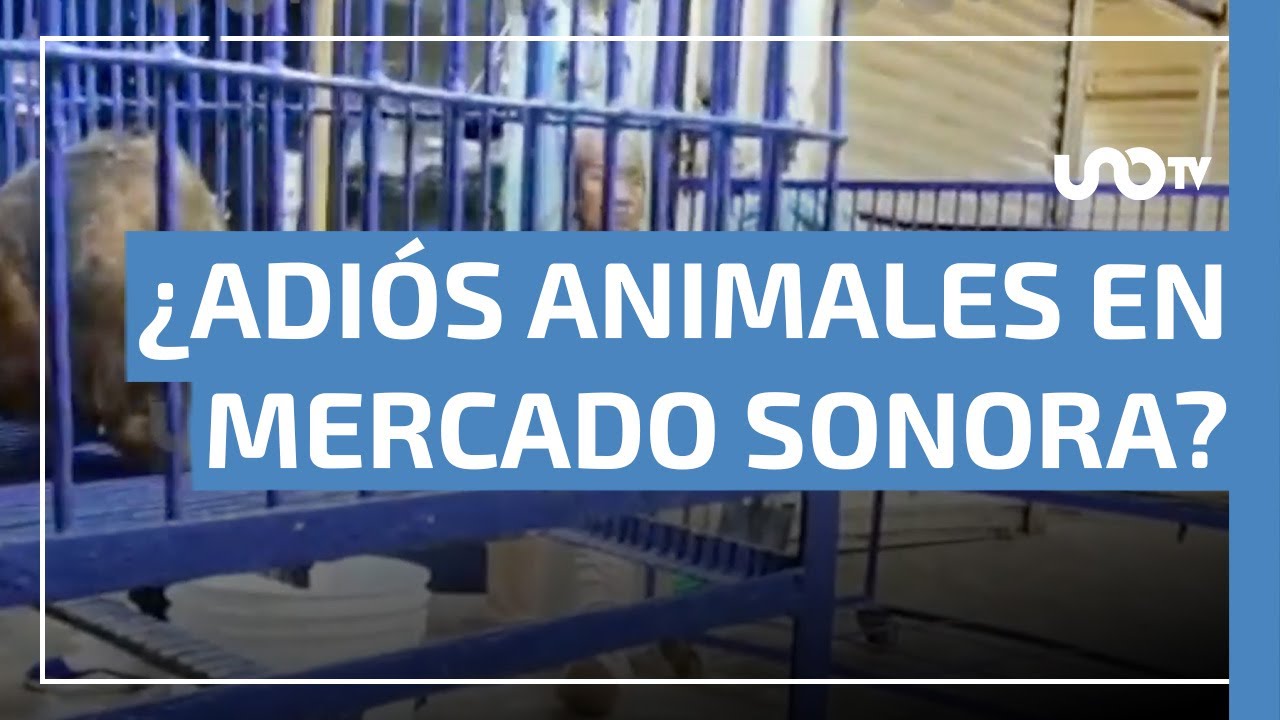 Avanza la cuenta regresiva para prohibir la venta de animales en el Mercado de Sonora