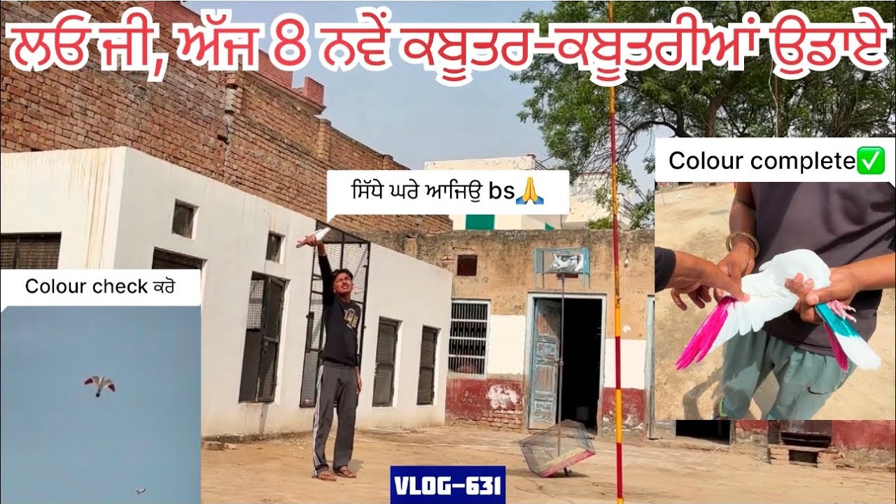 ਅੱਜ 8 new pigeons ਉਡਾਏ 5 ਕਬੂਤਰੀਆਂ 3 ਕਬੂਤਰ🕊️|| 1 ਕਬੂਤਰ ਭੱਜ ਗਿਆ😢|| ਦੇਖੋ ਸਾਰਾ vlog