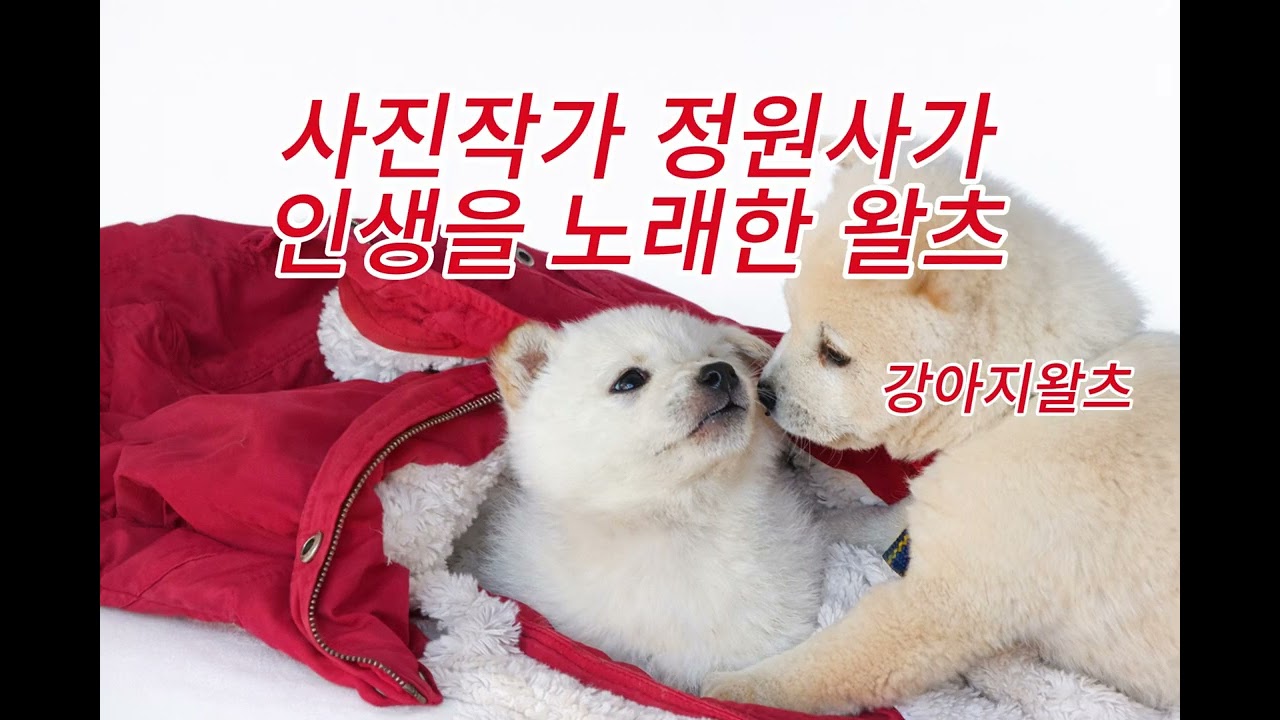 강아지왈츠