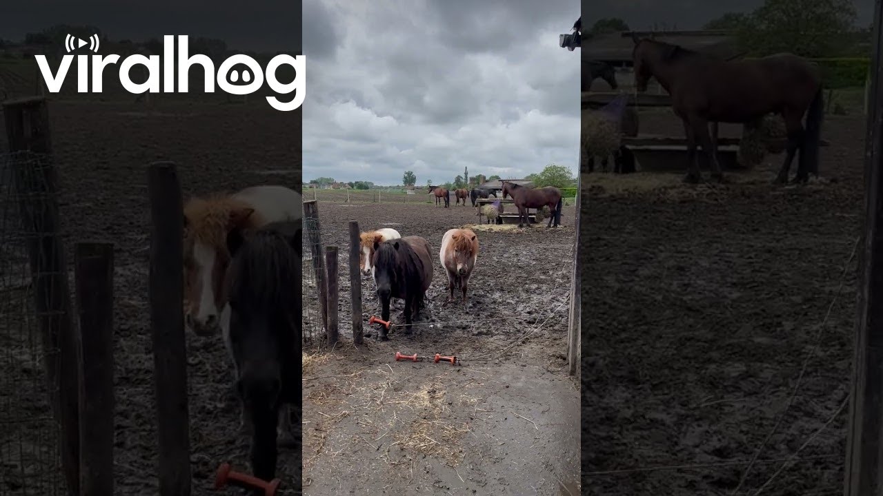 Shetland Pony Patiently Bypasses Electric Fence || ViralHog