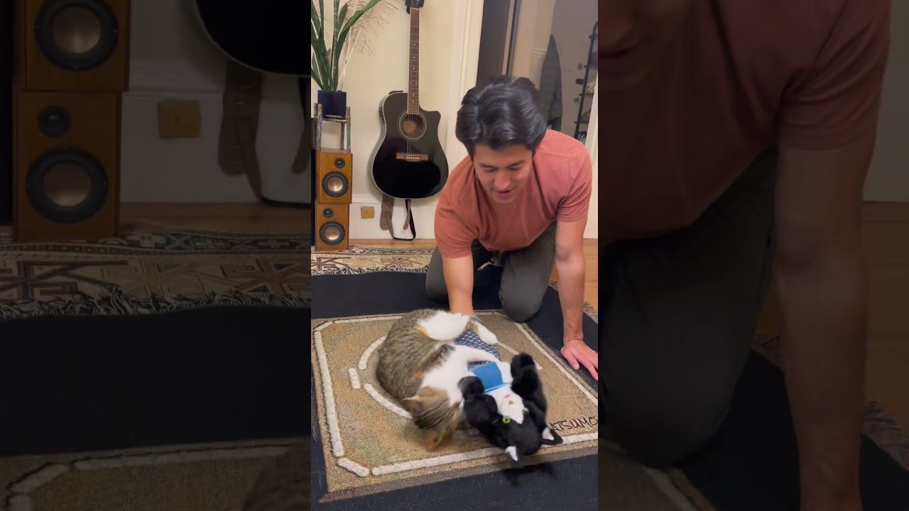 The CATSUMO Wrestler, the World's First Interactive Cat Wrestling Puppet!