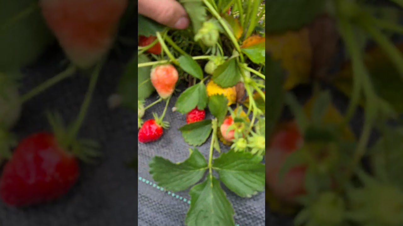 atacul  melcilor la căpșuni 😅 #viatalatara  #capsuni #gradina