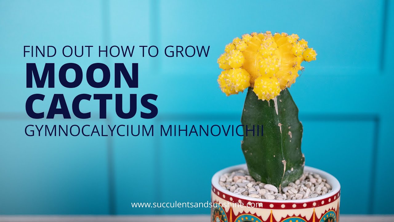 Learn how to properly care for Gymnocalycium mihanovichii 