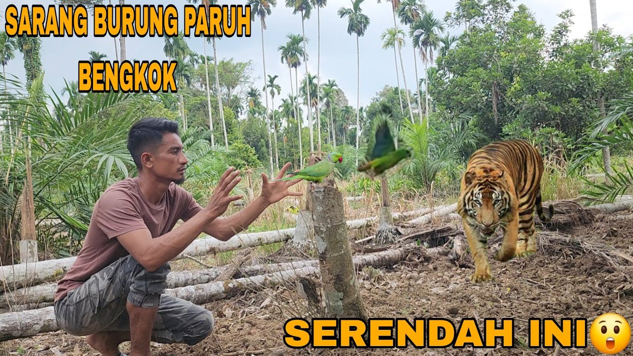 SULIT DIPERCAYA_TAPI INI NYATA_SERENDAH INI BURUNG-BURUNG BERSARANG