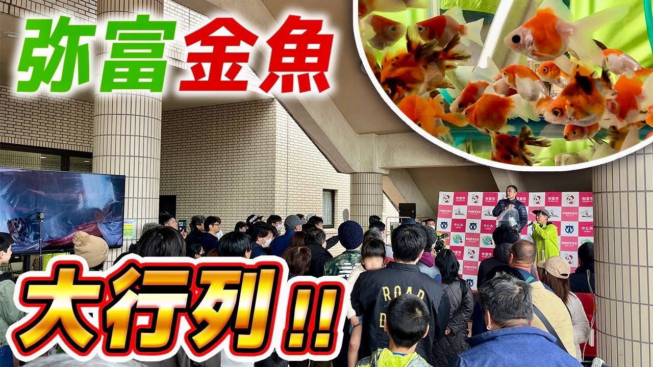 【金魚】弥富生産者様の「絶品金魚」がアマチュア競市に出品されました‼︎