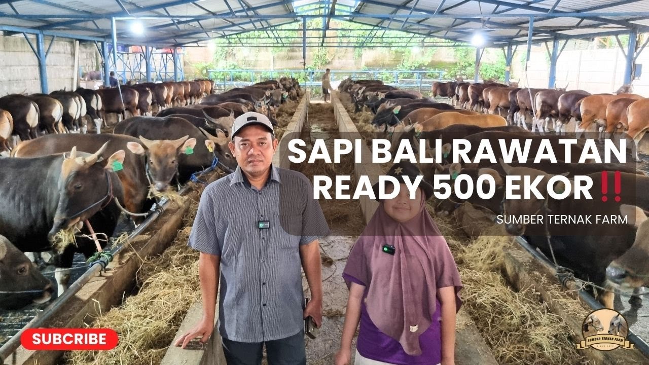 SAPI BALI RAWATAN‼️QURBAN JABODETABEK 2026 | SUMBER TERNAK FARM