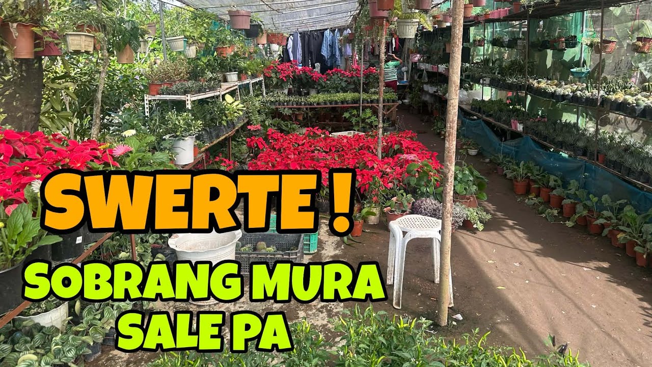 SWERTE MINE AGAD HABANG SALE!  #garden #plants #flowers @PlantFairy