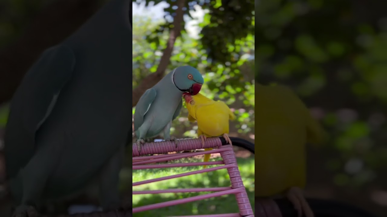 #parrotmedia #parrotvideo #birds #parrotentertainment #funnypets