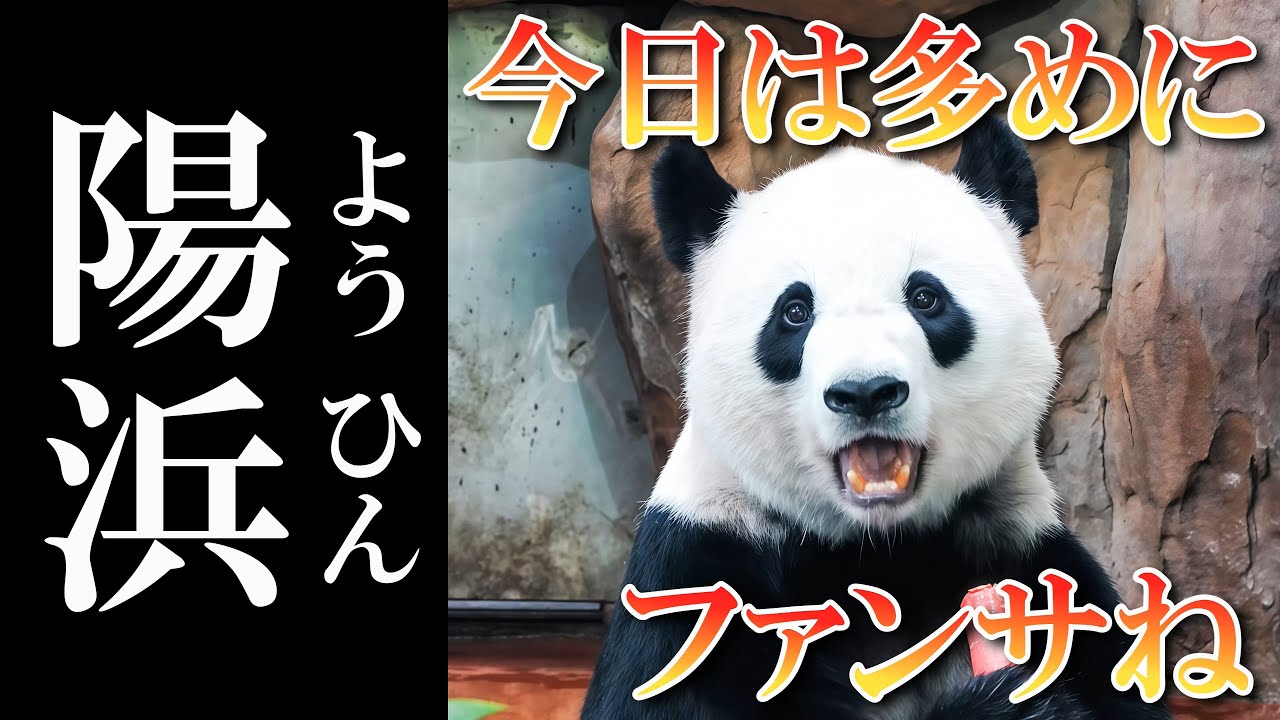 本日はサービスデー？ガラス越しに何度も来てくれる陽浜　　成都のぱんだ#233