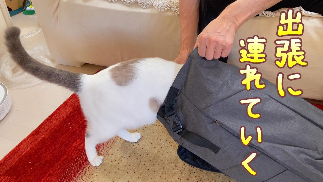 出張で1日会えないのが寂しくて猫達を連れて行こうとするパパ