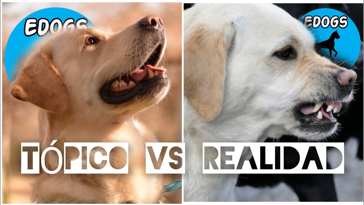 🔴La vida con un LABRADOR - TÓPICOS Y VERDADES