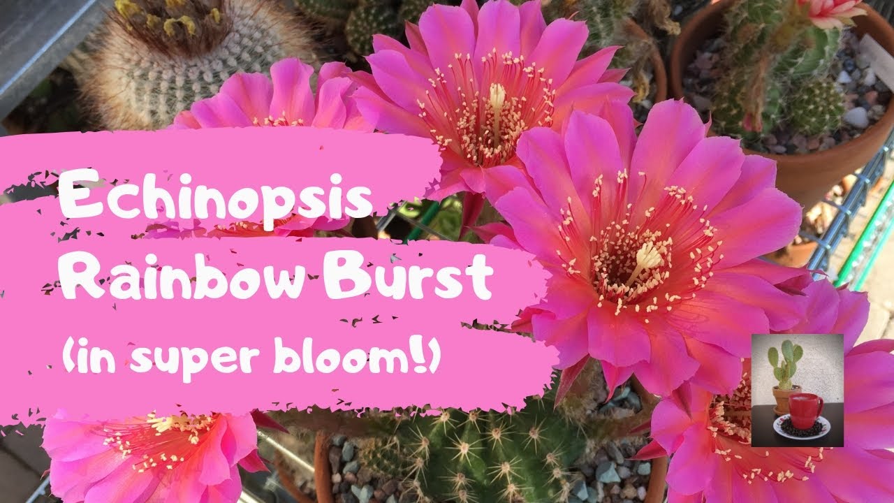 My Echinopsis Rainbow Burst in Super Bloom (Cactus Flower)