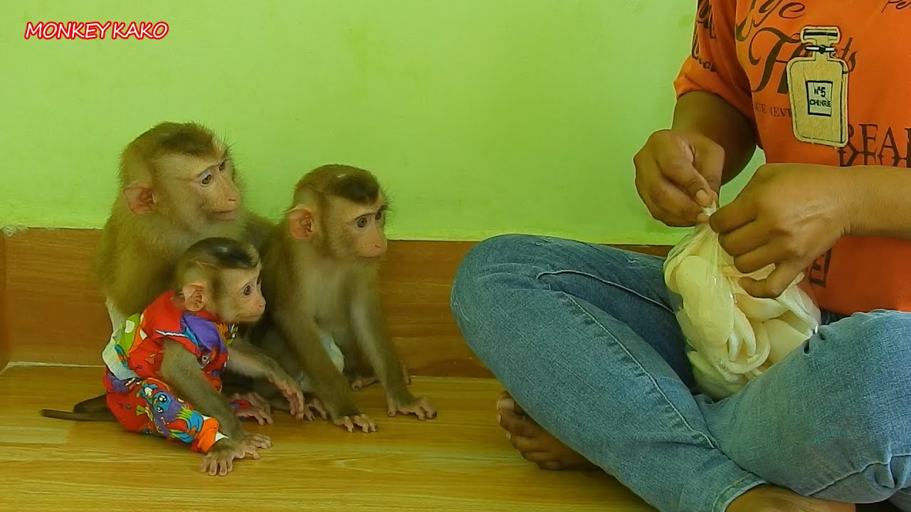 Monkey Kako With Baby Luna And Tiny Nina Sit Waiting Eat Fried Cakes