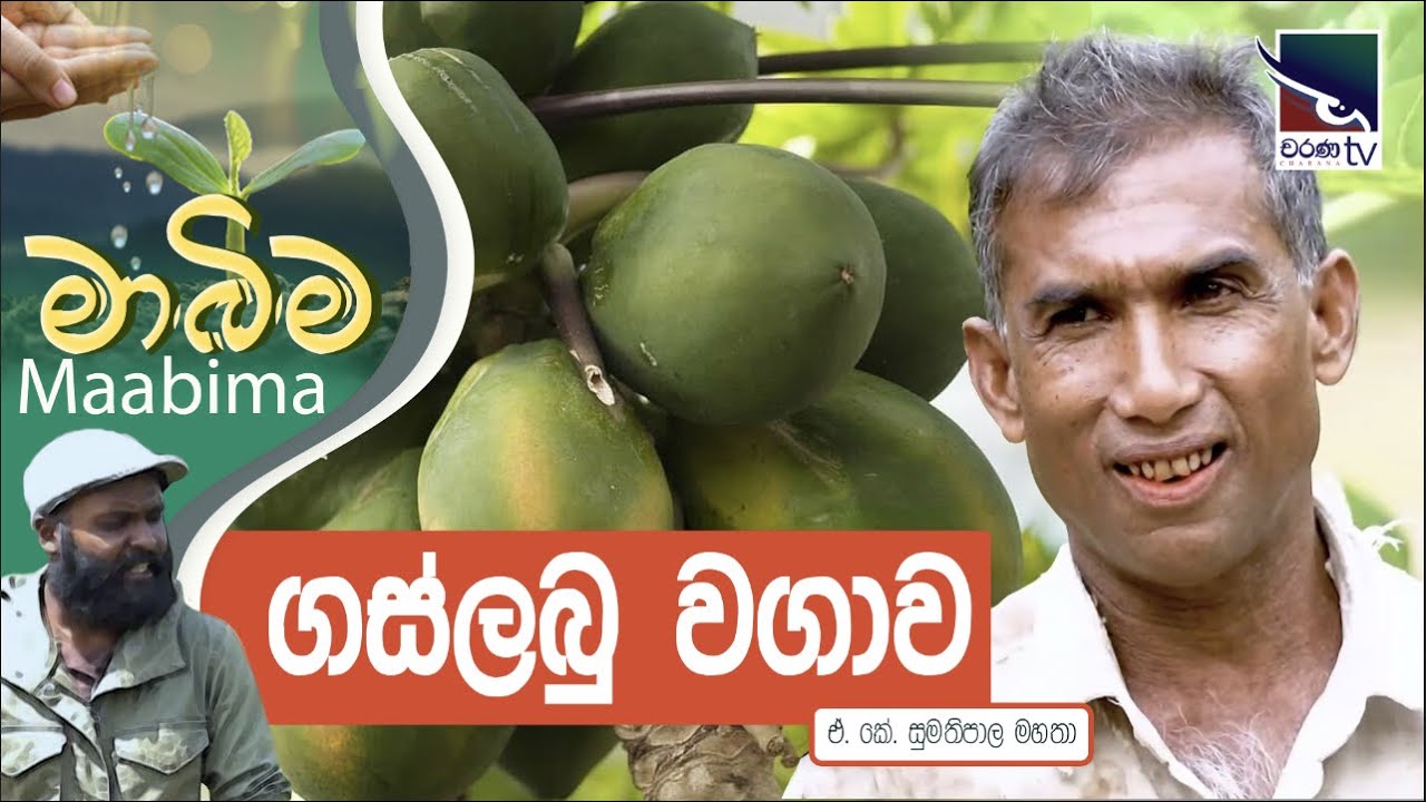 Mabima | ගස්ලබු වගාව