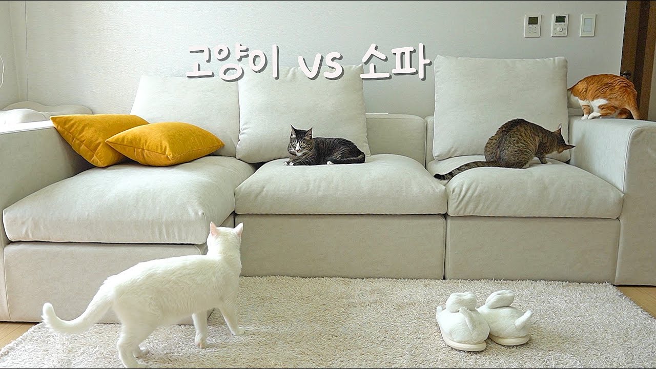 고양이 발톱을 견딜 수 있는 소파는 세상에 없다고 믿었지만.. 찾았다.. 고양이 소파
