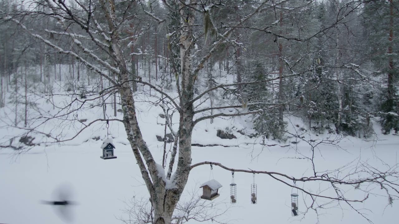 Snowy Lakeside Birdsong 🌲❄️ Relaxing Winter Nature Sounds for Deep Calm