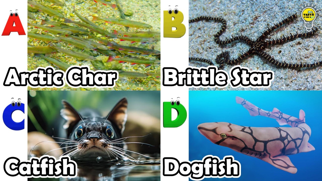 Cute ocean animals | ABC phonics animals | ABC Sea Animals song | English and Animals for Kids