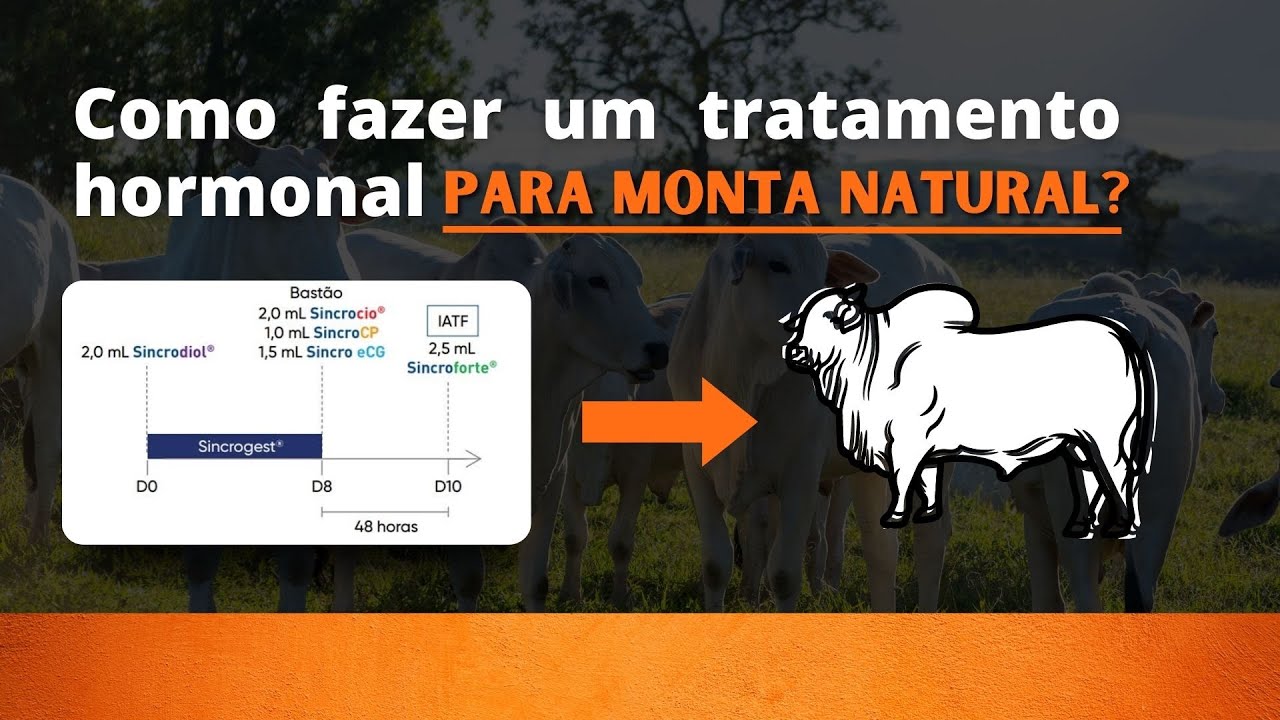 #74 TRATAMENTO HORMONAL PARA MONTA NATURAL