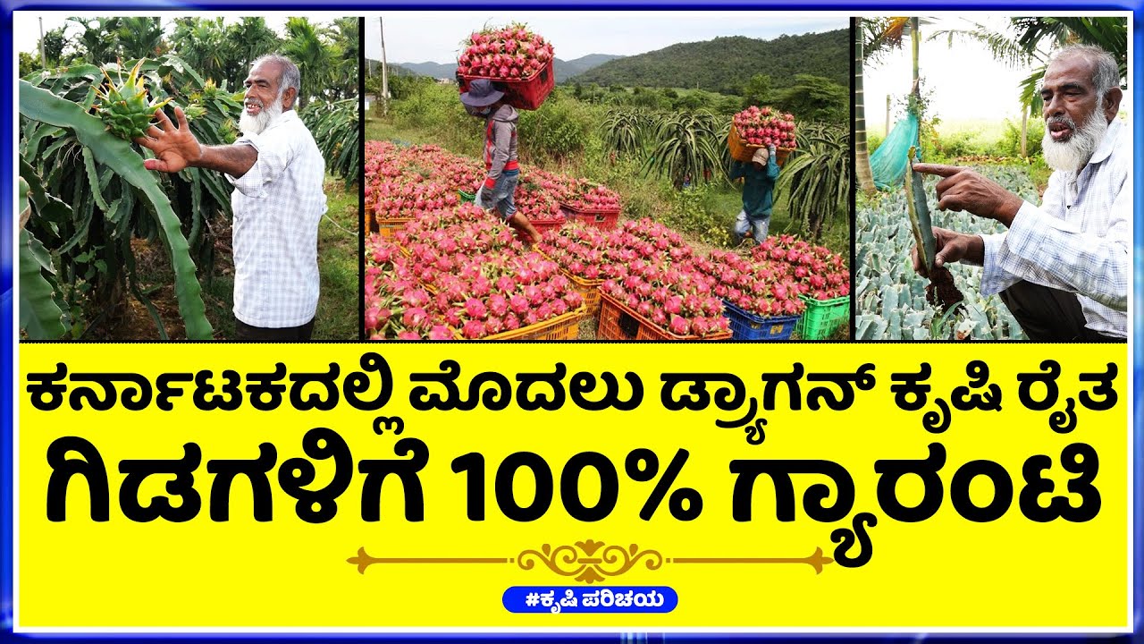 Dragon fruit nursery 6ವರ್ಷದ ಅನುಭವ  ಲಕ್ಷಾಂತರ ರೂಪಾಯಿ ಸಂಪಾದನೆ ಗುಣಮಟ್ಟದ ಗಿಡಗಳು ಸಂಪೂರ್ಣ ಮಾಹಿತಿ