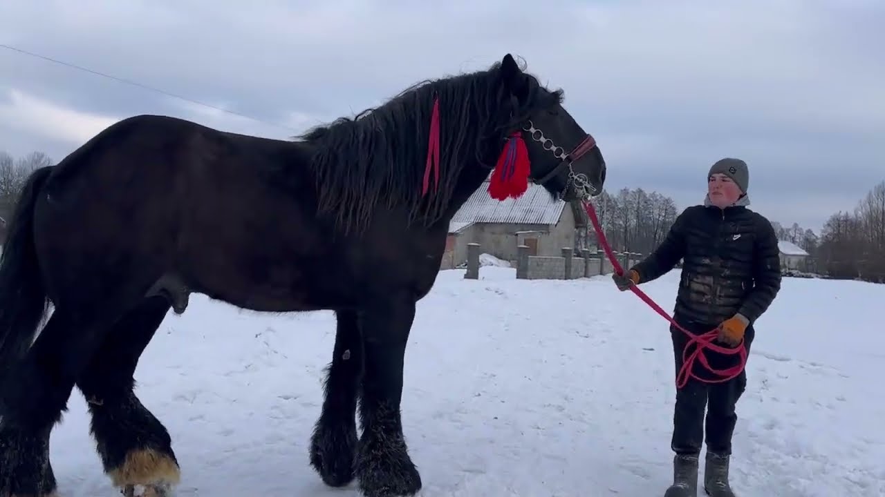 Жеребці Бельгійці на Продажу