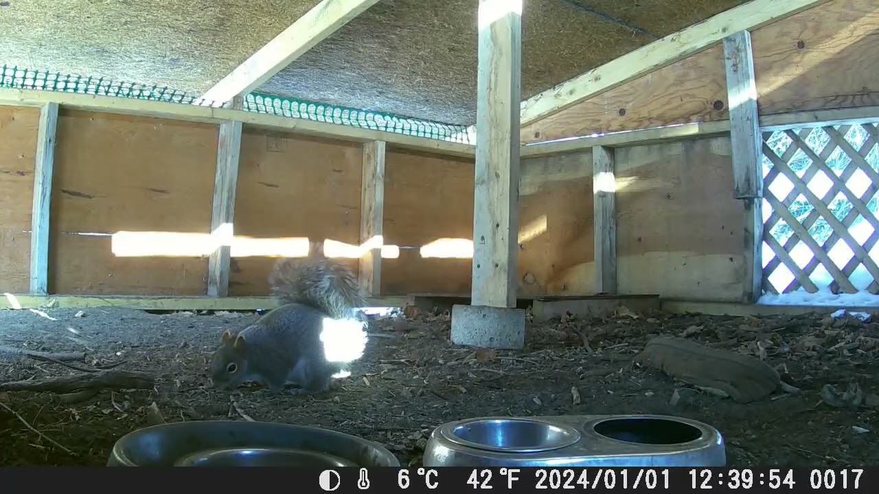 Hut Squirrels 2/5/26