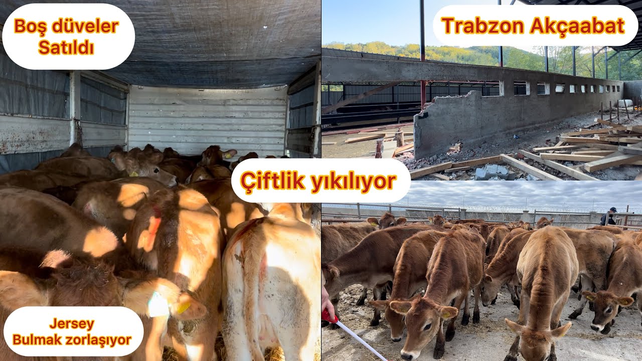 TRABZON ÇİFTLİK YIKIMI / JERSEY DÜVELER SATILDI / NEDEN VİDEO ÇEKEMİYORUM