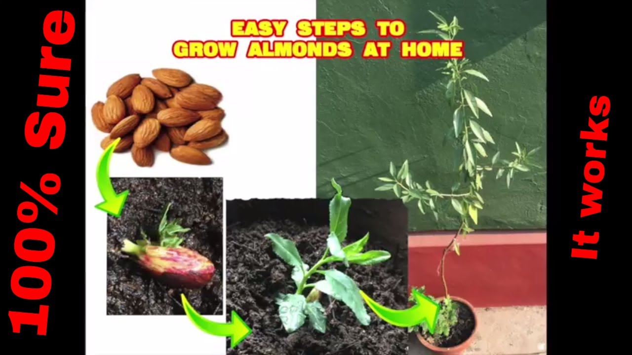 How to grow almond tree at home 7 months review