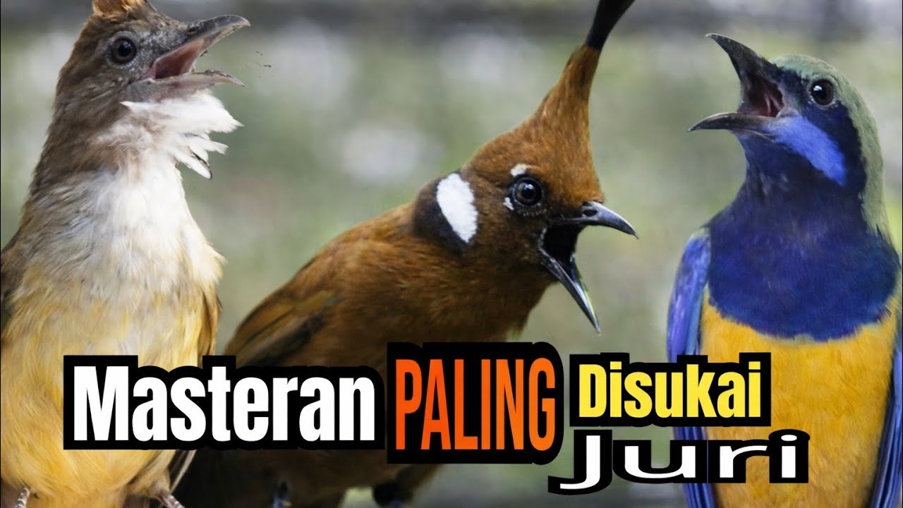 🔴masteran paling dicari untuk murai batu anda❗katem cungkok cililin full jeda alami sound jernih