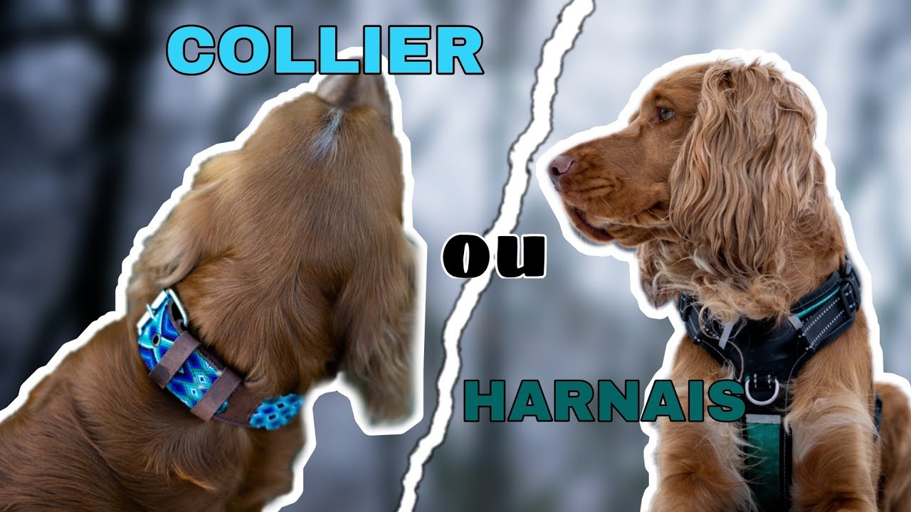 Harnais ou collier ?! | Mon avis