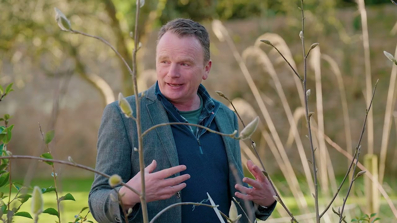 Magnolia Conservation at Kilmacurragh
