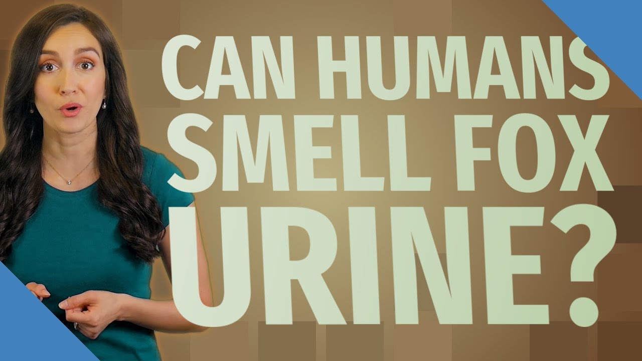 Can humans smell fox urine?