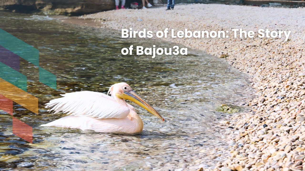 Birds of Lebanon | The Story of Bajou3a x Enmaeya Studio