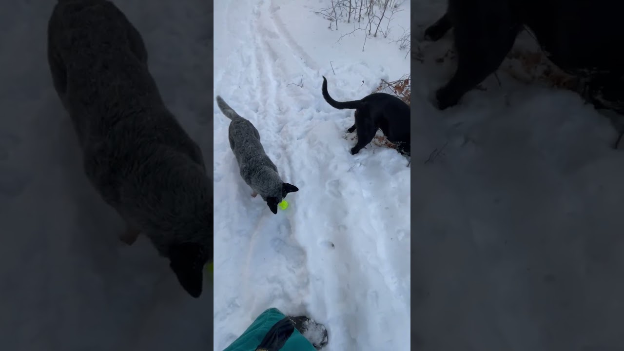 Mr. Bean rips limbs off to get the ball and puts the ball& repeat… ￼with Josie