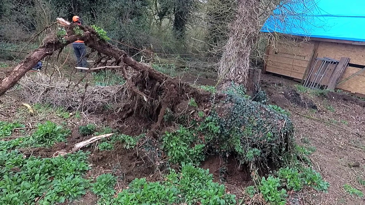 Danger Zone! - Windblown storm damaged tree